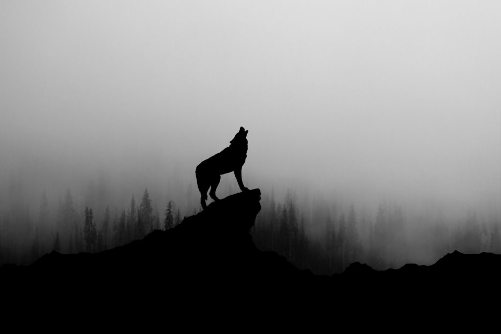 wolf